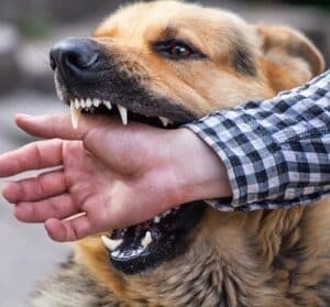 Douglasville dog bite lawyer