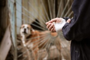 Person Bitten By Dog
